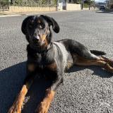 Picture of dog found at Payrin Augmontel