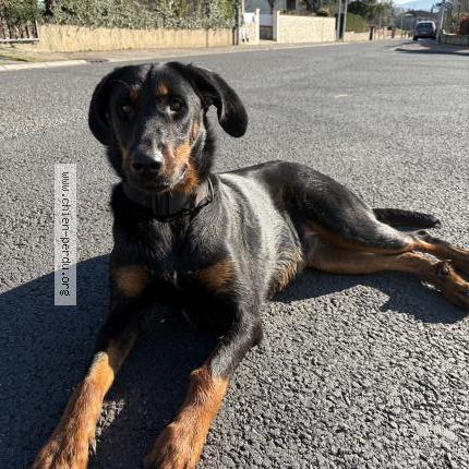 Picture of dog found at Payrin Augmontel