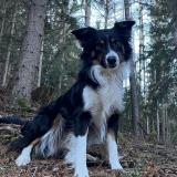 Picture of dog lost at Bourg Saint Maurice