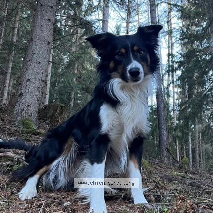 Photo 1/2 Gatsby Chien lost in Bourg saint maurice