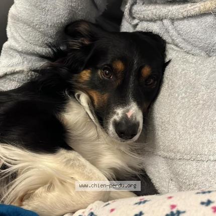 Photo 2/2 Gatsby Chien lost in Bourg saint maurice