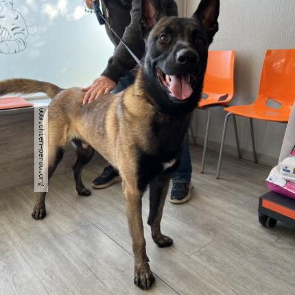 Photo 1/1 Found dog Found in Le cannet