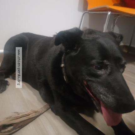 Photo 1/1 Found dog Found in Bihorel