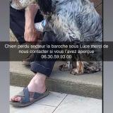 Picture of dog lost at La Baroche Sous Luce
