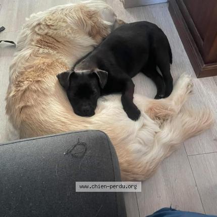 Photo 1/1 Reunited dog Lost in Ressons sur matz