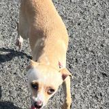 Picture of dog lost at Lamentin