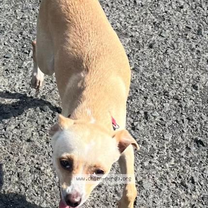 Photo 1/1 whisky Chien lost in Lamentin