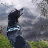 Picture of dog lost at Saint Sigismond