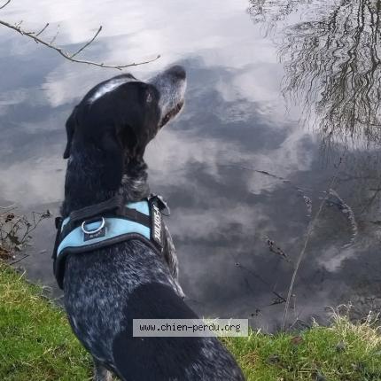 Photo 1/1 Filou Chien lost in Saint sigismond