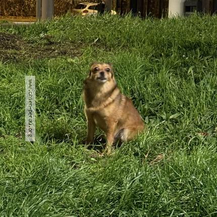 Photo 1/1 Found dog Found in Nanterre