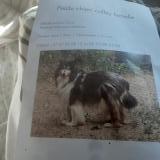 Picture of dog lost at Sornac