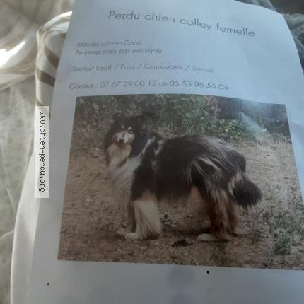 Photo 1/1 Coco Chien lost in Sornac