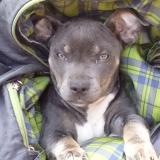 Picture of dog lost at Sacramento