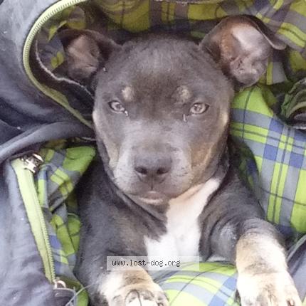 Photo 1/1 Truly Chien lost in Sacramento