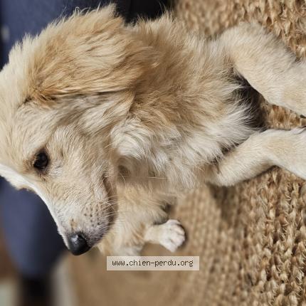 Photo 1/1 Found dog Found in Piton st leu