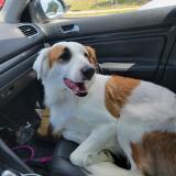 Picture of dog lost at Alvord