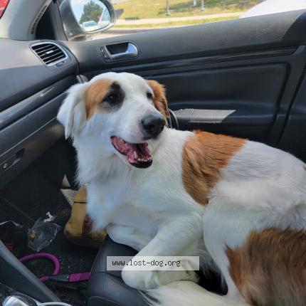 Photo 1/1 Cleo Chien lost in Alvord