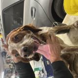 Picture of dog found at Saint Benoit