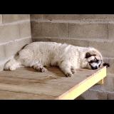 Picture of dog lost at Luglon