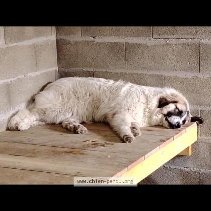 Photo 1/1 Vigo Chien lost in Luglon