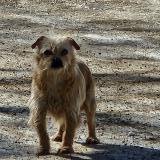 Picture of dog found at St Alphonse Rodriguez