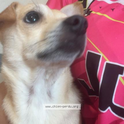 Photo 1/1 Pacha Chien lost in Neufchateau