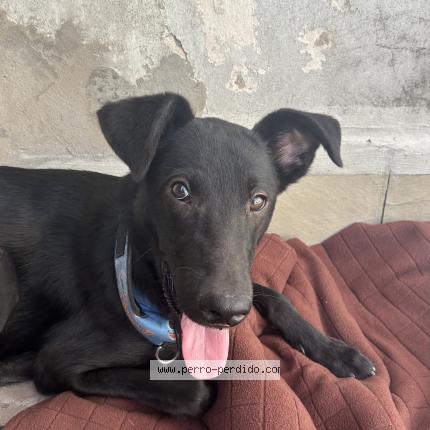 Photo 1/1 Found dog Found in Buenos aires