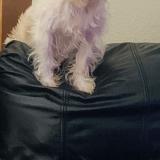 Picture of dog lost at Tulsa