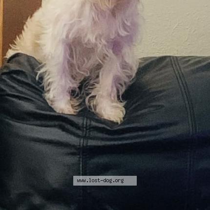 Photo 1/1 Fluff-Fluff Chien lost in Tulsa