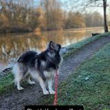 Picture of dog lost at Carennac