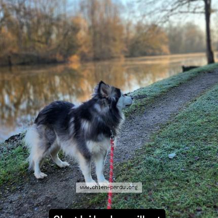 Photo 1/1 Uxy Chien lost in Carennac