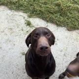 Picture of dog lost at Pleine Seve