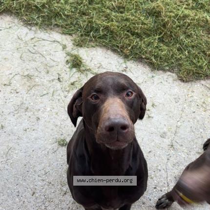 Photo 1/1 Nestor Chien lost in Pleine seve