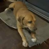 Picture of dog lost at Le Tampon