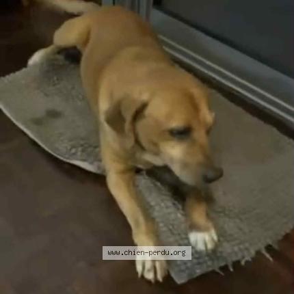 Photo 1/1 Yazzou Chien lost in Le tampon