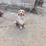 Picture of dog found at Montcarra