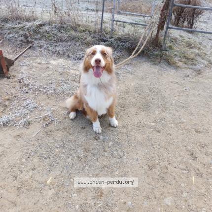 Photo 1/1 Found dog Found in Montcarra