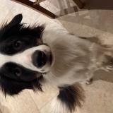 Picture of dog lost at Tessy Bocage