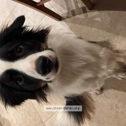 Photo 1/1 Vaillant Chien lost in Tessy bocage