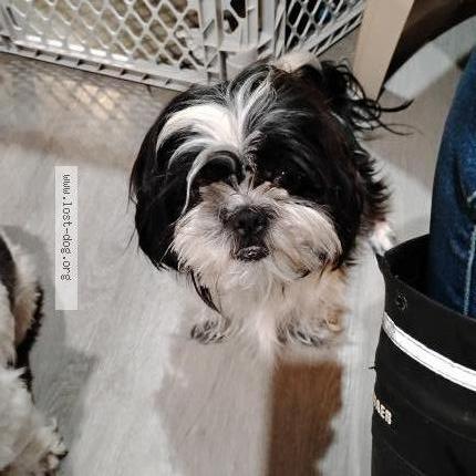 Photo 1/2 Rosie Chien lost in Deland