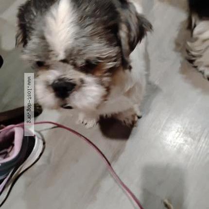 Photo 2/2 Rosie Chien lost in Deland