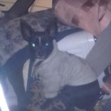 Picture of dog lost at 87108