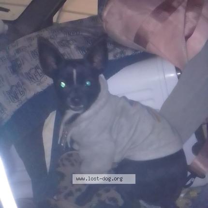 Photo 1/1 Butt butt girl Chien lost in 87108