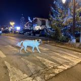 Picture of dog found at Combloux