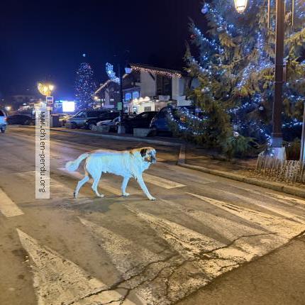 Photo 1/1 Found dog Found in Combloux