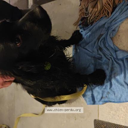 Foto 1/1 Hond teruggevonden Gevonden in Tintange