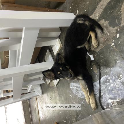 Photo 1/1 Found dog Found in Distrito nacional