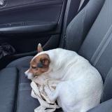 Picture of dog found at Manosque