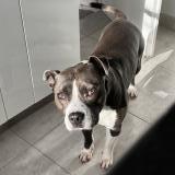 Picture of dog lost at Cerny