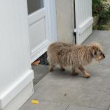 Picture of dog lost at Ecuelles